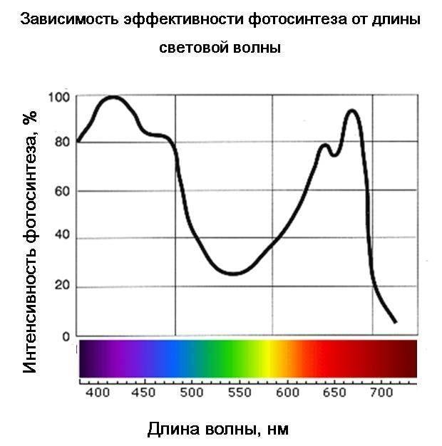 Зависимость фотосинтеза от длины световой волны